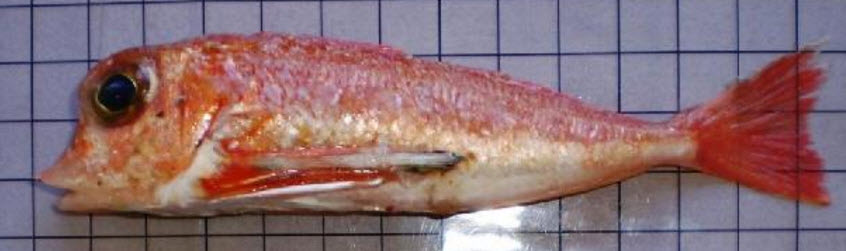 Lepidotrigla dieuzeidei_02.jpg